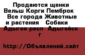 Продаются щенки Вельш Корги Пемброк  - Все города Животные и растения » Собаки   . Адыгея респ.,Адыгейск г.
